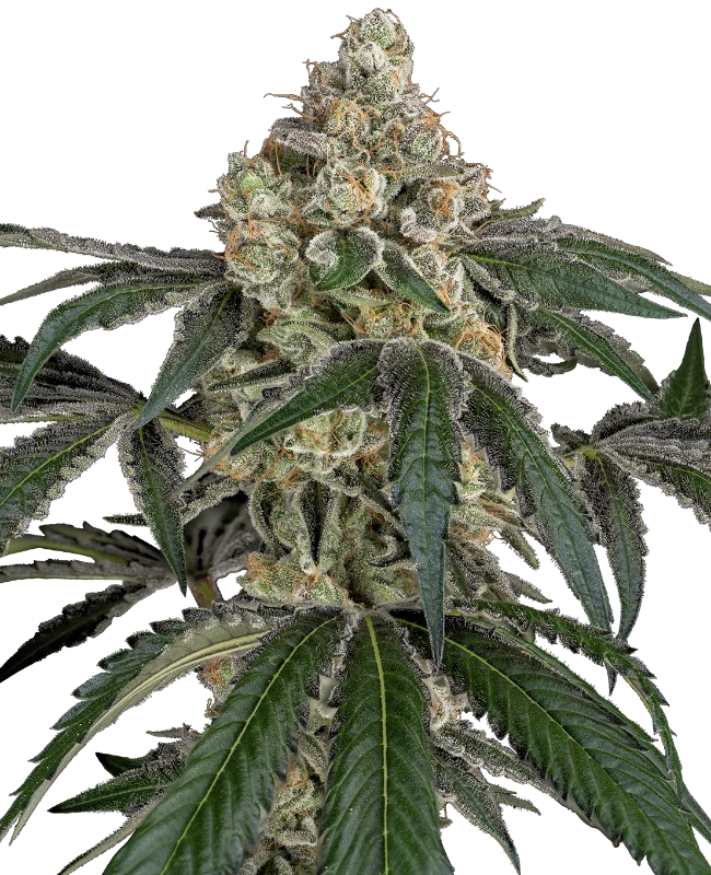 Cereal Killa Feminized (Sensi Seeds) – Pflanze