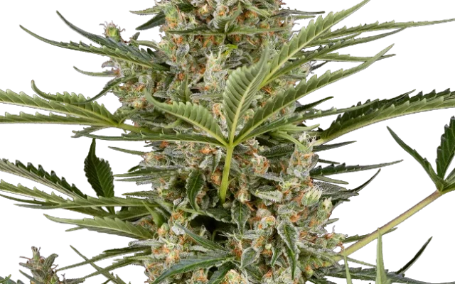 Peace Love & Harmony Feminized (Sensi Seeds) – Pflanze