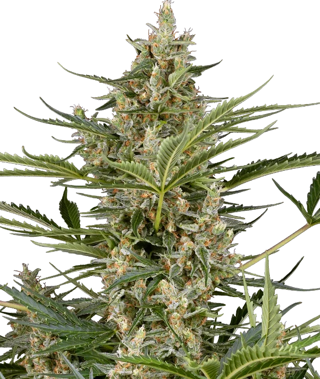 Peace Love & Harmony Feminized (Sensi Seeds) – Pflanze