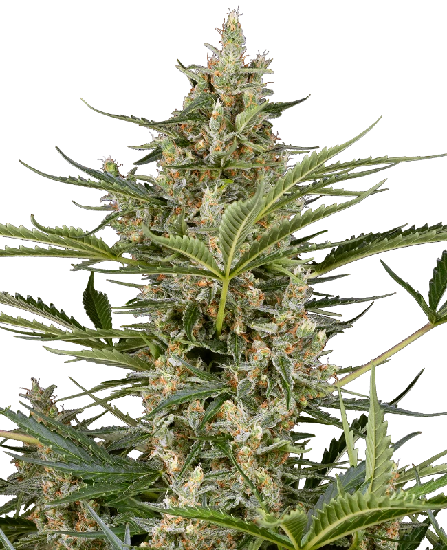 Peace Love & Harmony Feminized (Sensi Seeds) – Pflanze