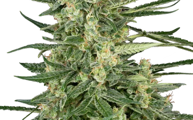 Grape Jam Feminized (Sensi Seeds) – Pflanze
