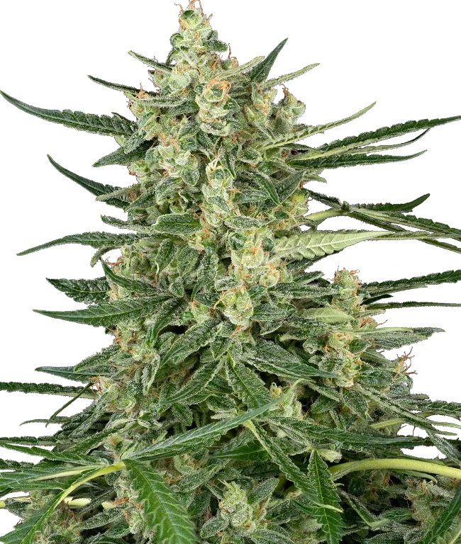 Grape Jam Feminized (Sensi Seeds) – Pflanze