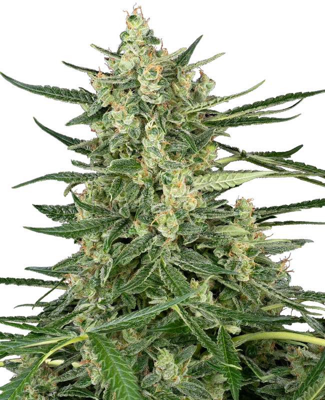 Grape Jam Feminized (Sensi Seeds) – Pflanze