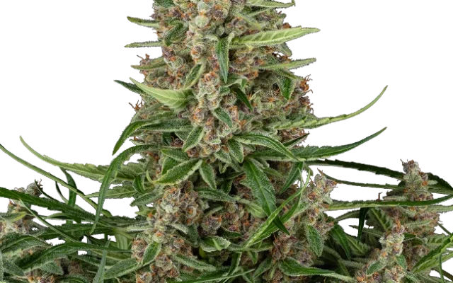 Banana Shake Feminized (Sensi Seeds) – Pflanze