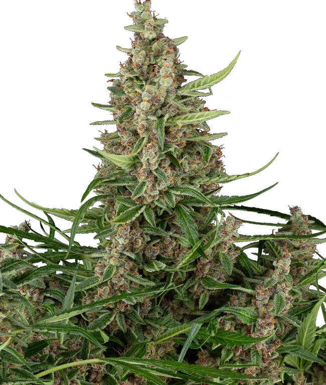 Banana Shake Feminized (Sensi Seeds) – Pflanze