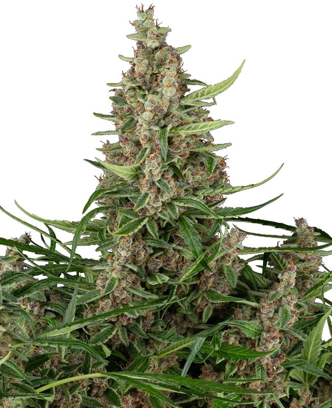 Banana Shake Feminized (Sensi Seeds) – Pflanze