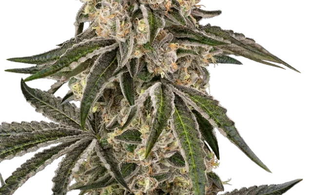 Sunset Peach Feminized (Sensi Seeds) – Pflanze