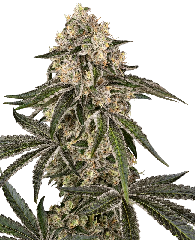 Sunset Peach Feminized (Sensi Seeds) – Pflanze