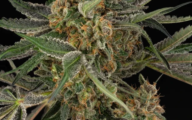 Cereal Milk Feminisierte (Weed Seed Shop) – offizielles Produktbild