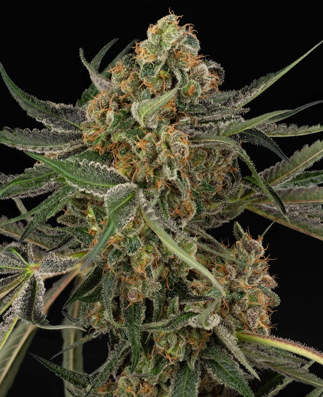 Cereal Milk Feminisierte (Weed Seed Shop) – offizielles Produktbild