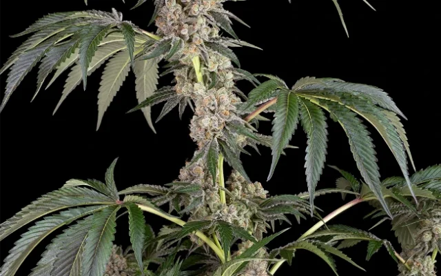 Permanent Marker Feminisierte (Weed Seed Shop) – offizielles Produktbild