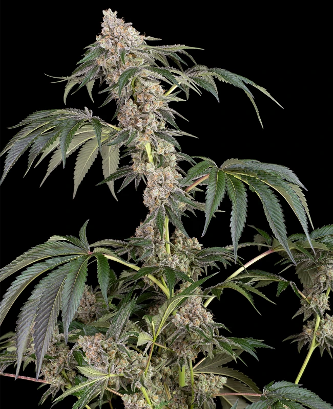 Permanent Marker Feminisierte (Weed Seed Shop) – offizielles Produktbild