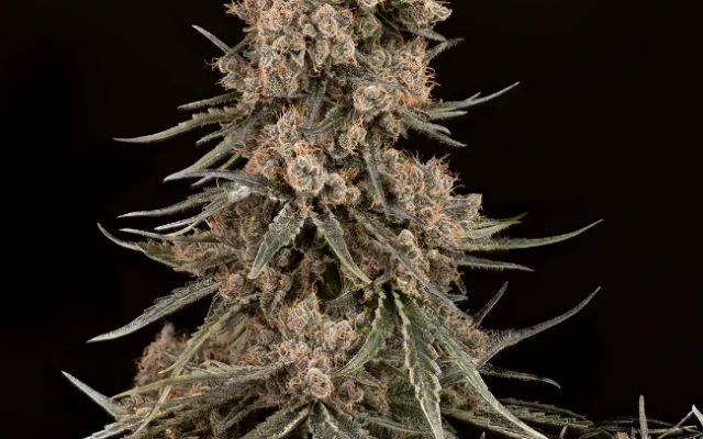 Blue Zushi Feminisierte (Weed Seed Shop) – offizielles Produktbild