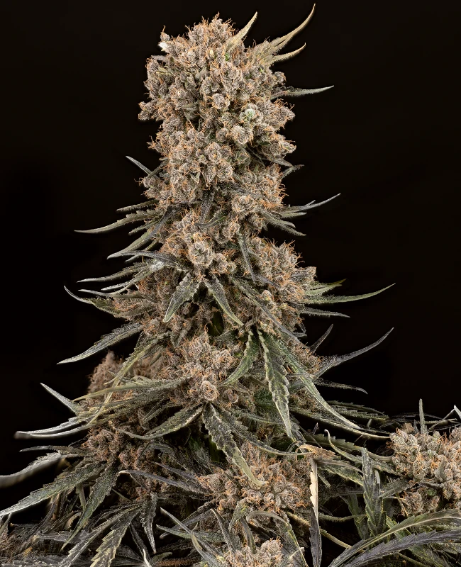 Blue Zushi Feminisierte (Weed Seed Shop) – offizielles Produktbild