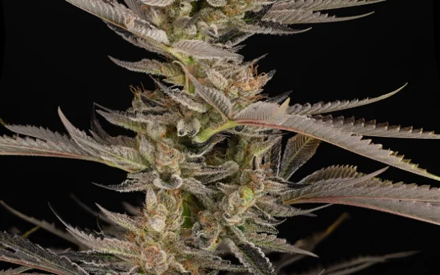 Super Boof Feminisierte (Weed Seed Shop) – offizielles Produktbild