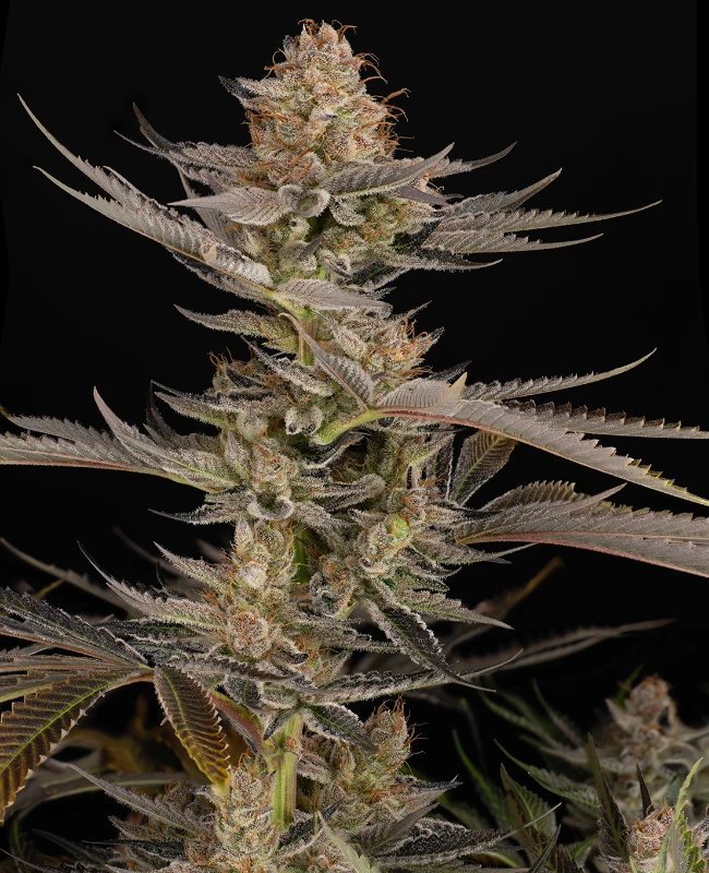Super Boof Feminisierte (Weed Seed Shop) – offizielles Produktbild