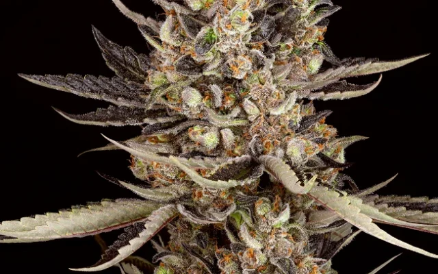 Zoap Feminisierte (Weed Seed Shop) – offizielles Produktbild
