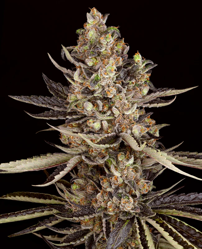 Zoap Feminisierte (Weed Seed Shop) – offizielles Produktbild