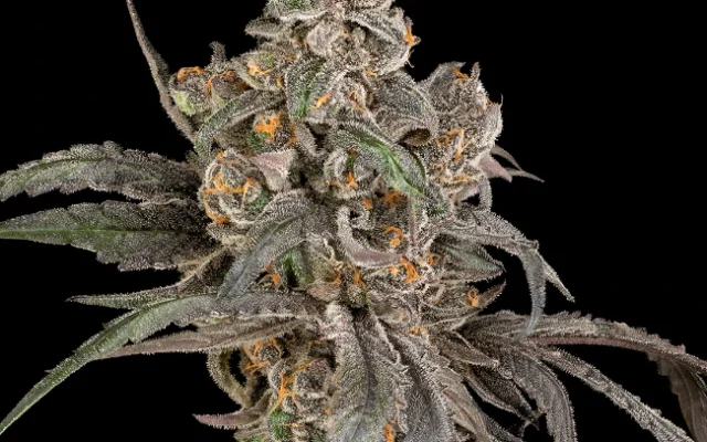 Cereal Milk Autoflowering (Weed Seed Shop) – offizielles Produktbild