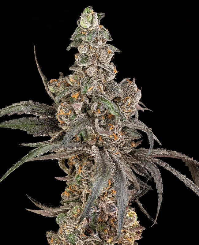 Cereal Milk Autoflowering (Weed Seed Shop) – offizielles Produktbild