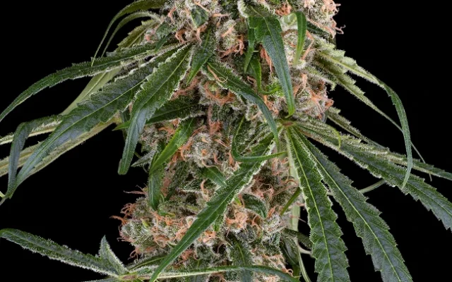 Permanent Marker Autoflowering (Weed Seed Shop) – offizielles Produktbild