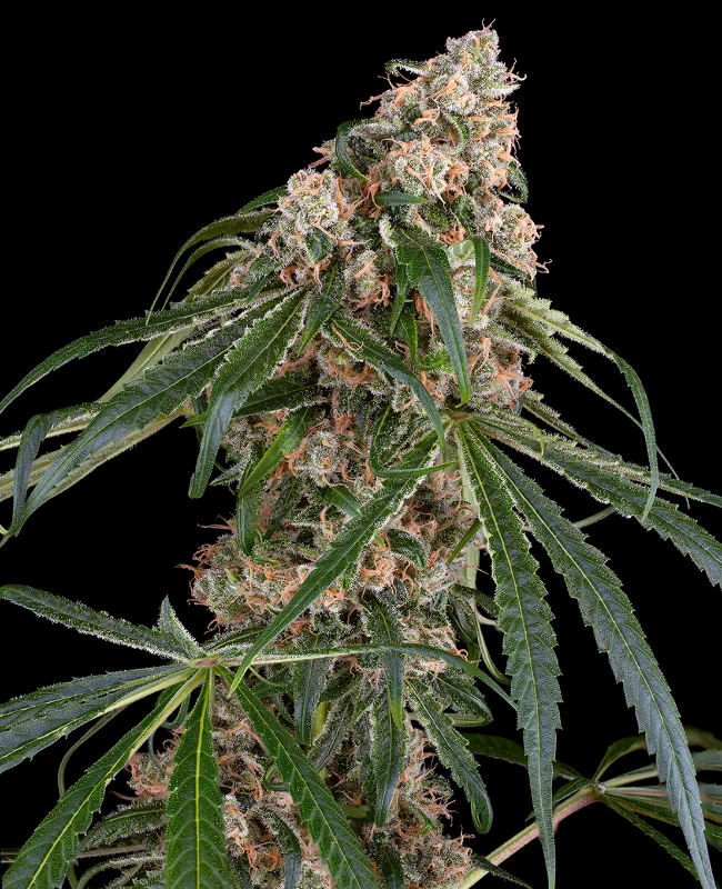 Permanent Marker Autoflowering (Weed Seed Shop) – offizielles Produktbild