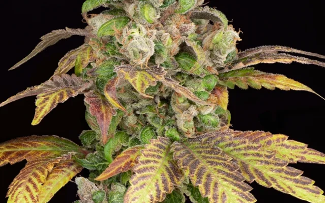 Blue Zushi Autoflowering (Weed Seed Shop) – offizielles Produktbild