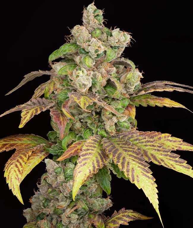 Blue Zushi Autoflowering (Weed Seed Shop) – offizielles Produktbild