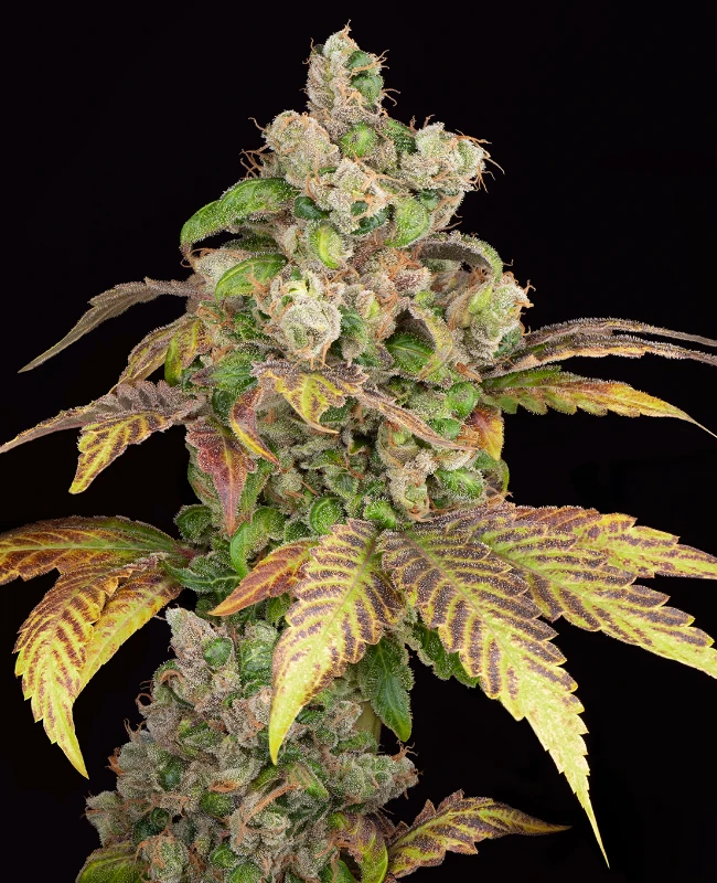 Blue Zushi Autoflowering (Weed Seed Shop) – offizielles Produktbild