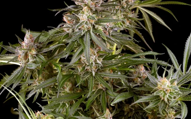 Super Boof Autoflowering (Weed Seed Shop) – offizielles Produktbild