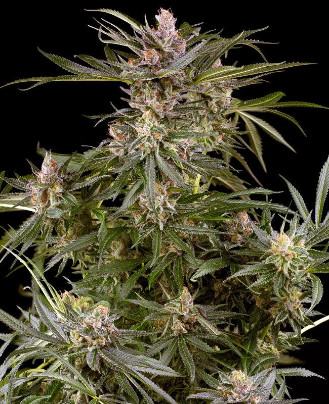 Super Boof Autoflowering (Weed Seed Shop) – offizielles Produktbild