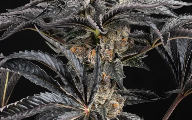 Zoap Autoflowering (Weed Seed Shop) – offizielles Produktbild