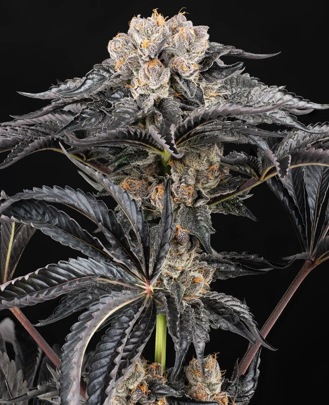 Zoap Autoflowering (Weed Seed Shop) – offizielles Produktbild