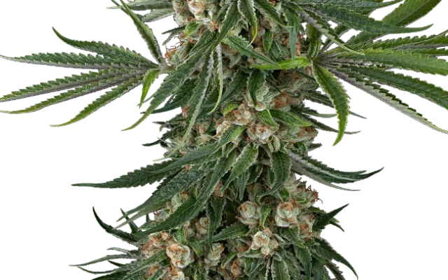 Fallout OG Feminized (Sensi Seeds) – Pflanze