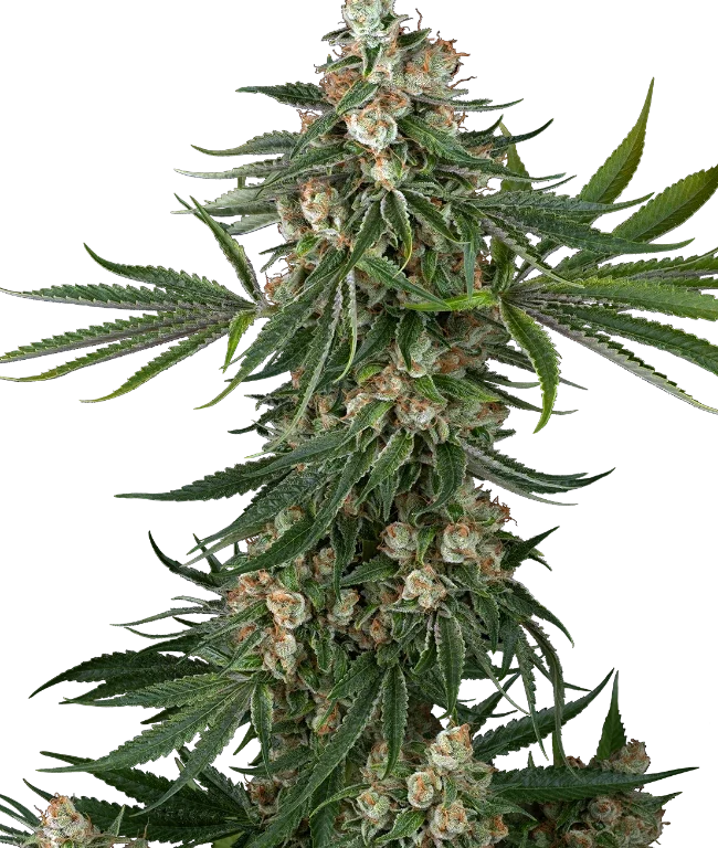 Fallout OG Feminized (Sensi Seeds) – Pflanze