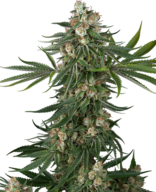 Fallout OG Feminized (Sensi Seeds) – Pflanze