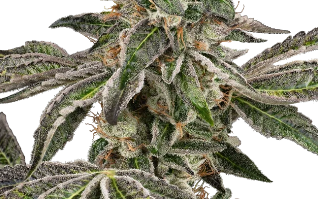 Runtz Automatic (Sensi Seeds) – Pflanze