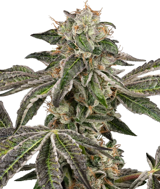 Runtz Automatic (Sensi Seeds) – Pflanze