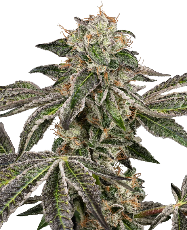 Runtz Automatic (Sensi Seeds) – Pflanze