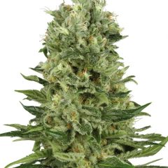 Skunk #1 Automatic (White Label) – Herstellerbild