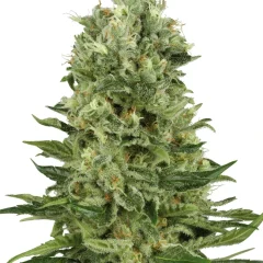 Skunk #1 Automatic (White Label) – Pflanze