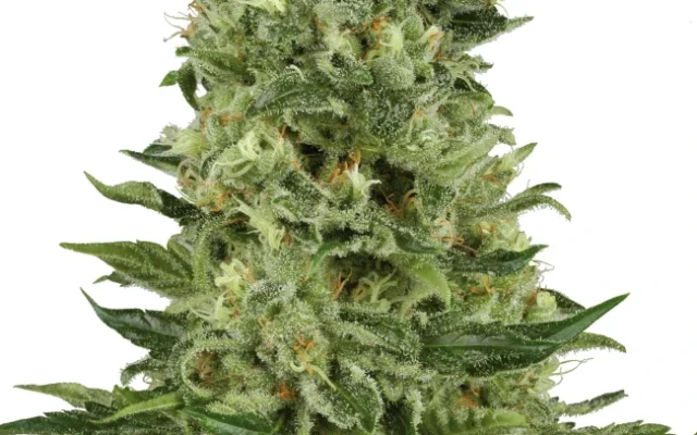 Skunk #1 Automatic (White Label) – Pflanze