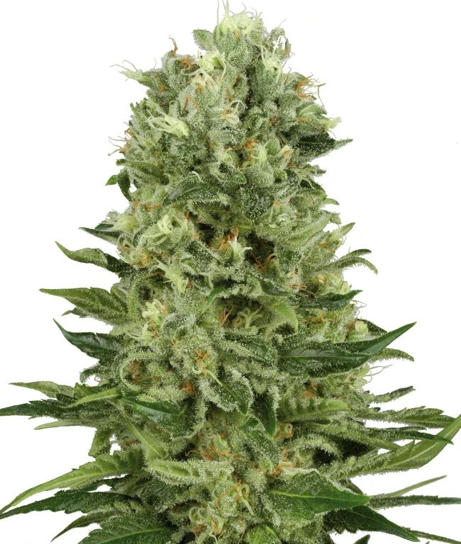 Skunk #1 Automatic (White Label) – Pflanze