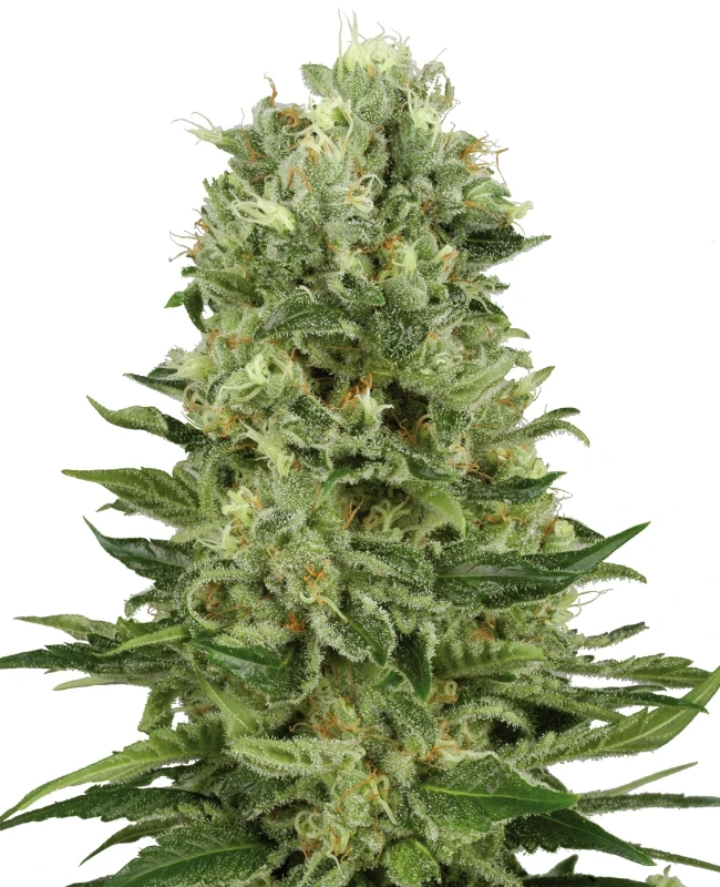 Skunk #1 Automatic (White Label) – Pflanze