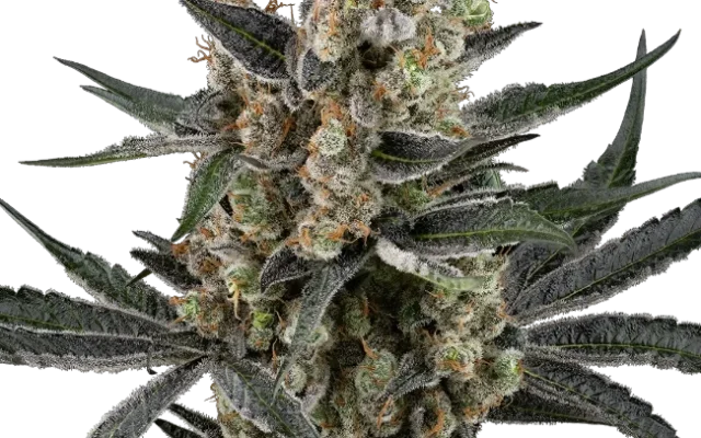 Banana Cake Pop Feminized (Sensi Seeds) – Pflanze