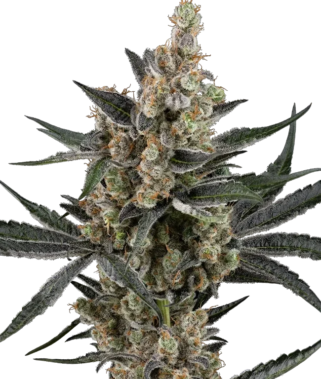 Banana Cake Pop Feminized (Sensi Seeds) – Pflanze