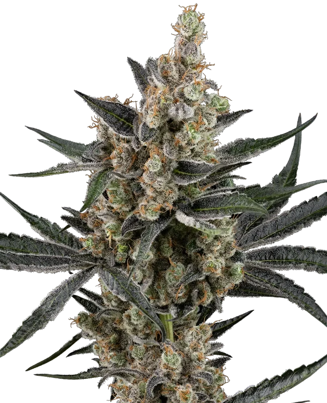 Banana Cake Pop Feminized (Sensi Seeds) – Pflanze