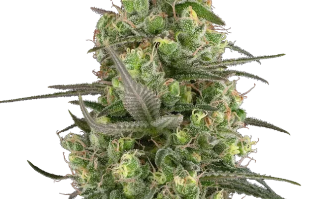 Grease Slapper Feminized (Sensi Seeds) – Pflanze