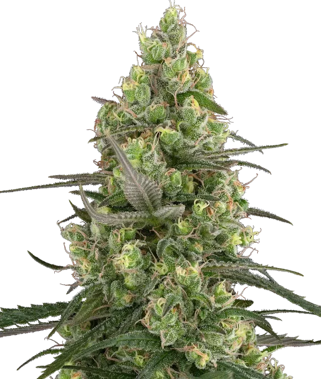 Grease Slapper Feminized (Sensi Seeds) – Pflanze