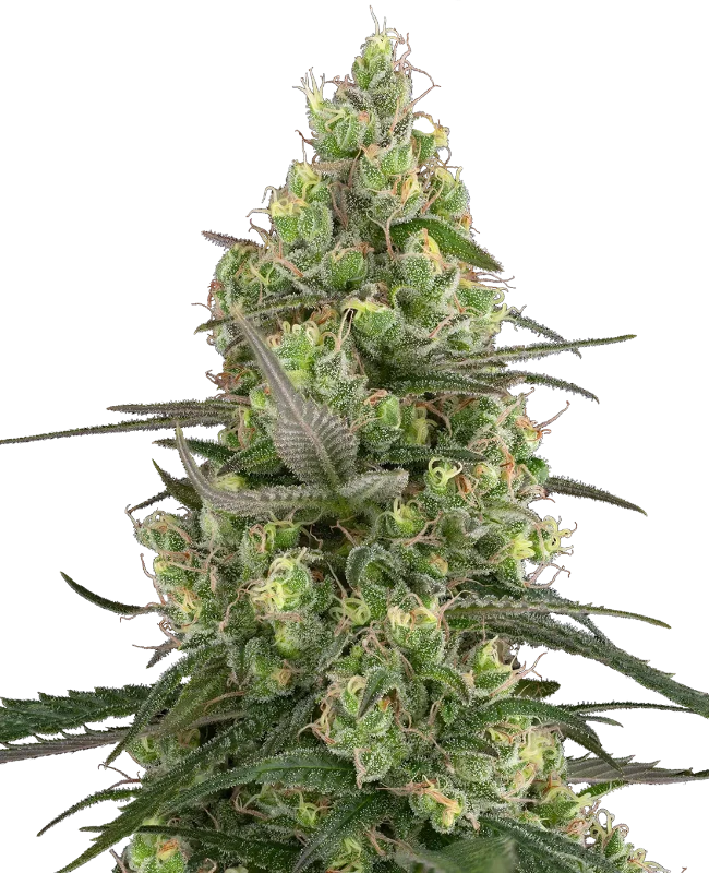 Grease Slapper Feminized (Sensi Seeds) – Pflanze